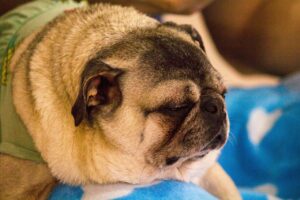 愛犬の口臭ケアで知っておくべき注意点は？