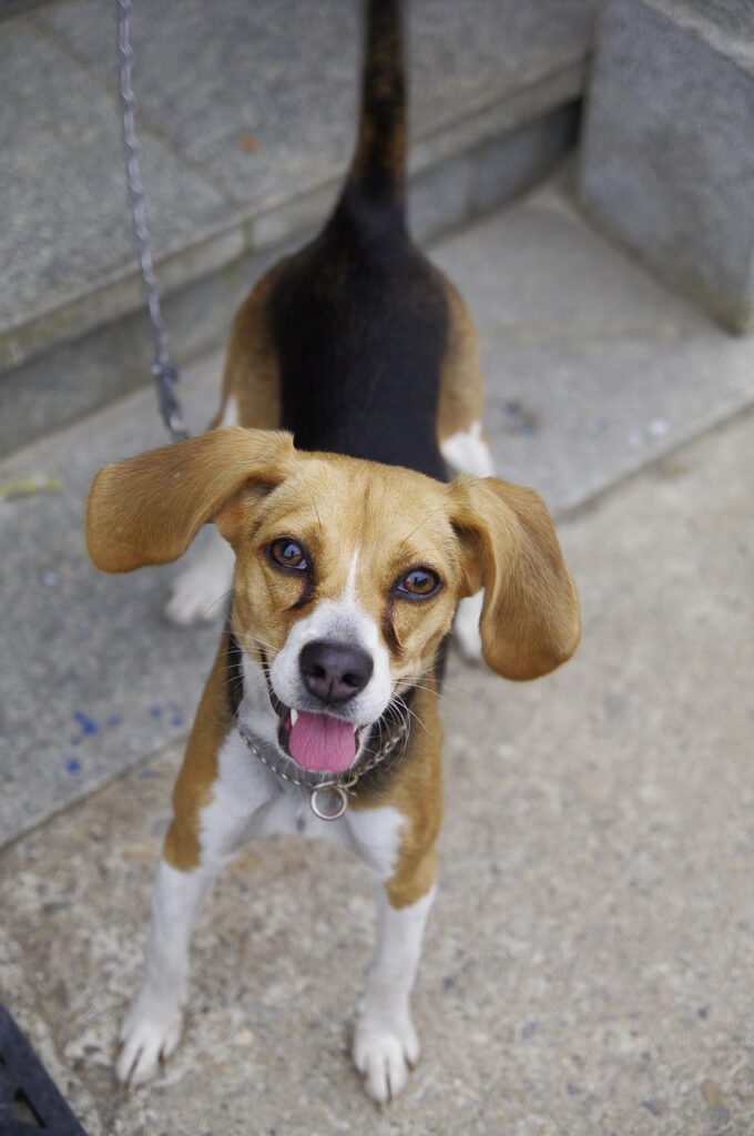 愛犬の口臭改善におすすめの商品は？