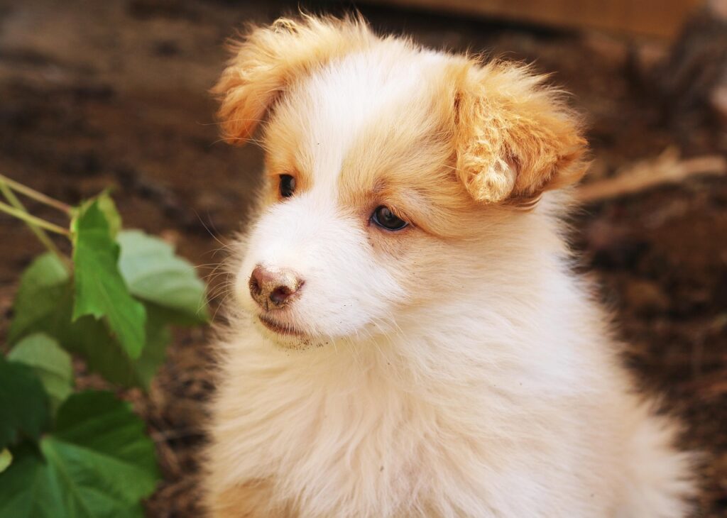 愛犬の口臭改善に関する口コミでおすすめの対策は？
