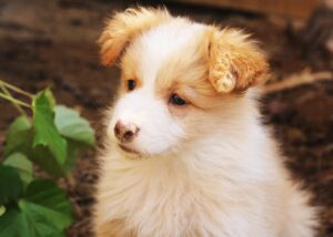 愛犬の口臭改善に関する口コミでおすすめの対策は？