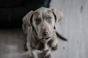 犬の口臭が気になる時は相談するべきか？