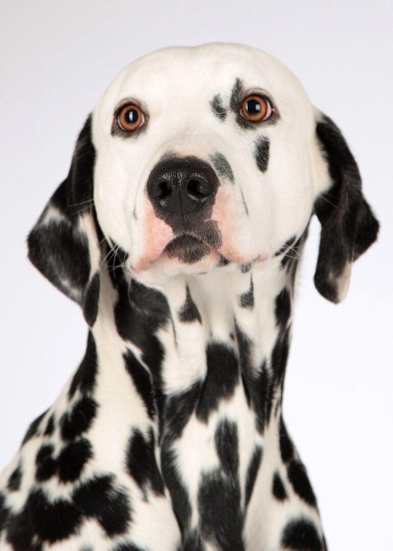 犬の口臭の原因と対策は何ですか？