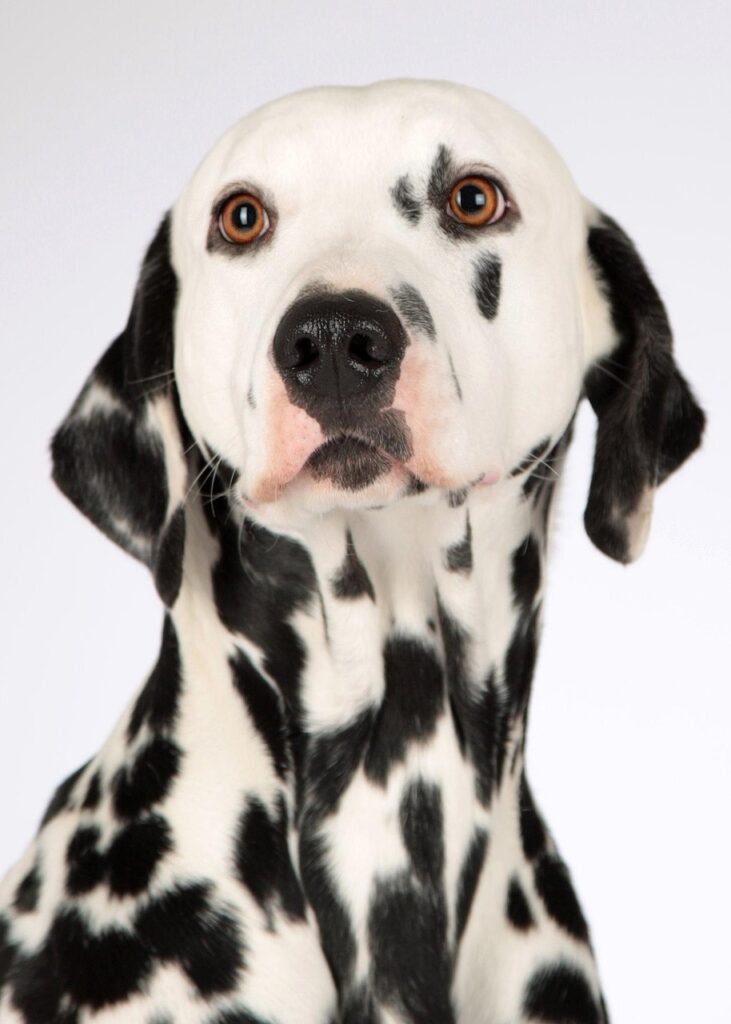 犬の口臭の原因は何ですか？