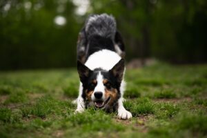 犬の口臭はいつからケアするべきか？