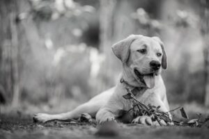 犬の口臭を改善するためには何を与えればいいか？
