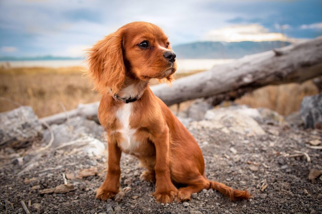 犬の口臭を解決するためのステップは？