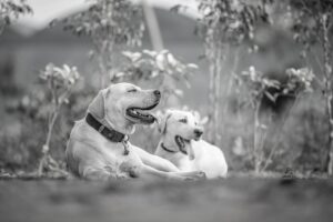 犬の口臭対策におすすめの商品は？