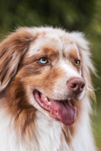 犬の口臭改善におすすめの商品は？