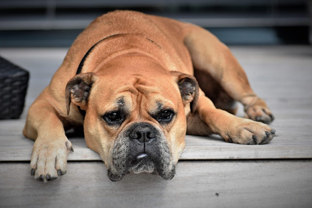 犬の口臭改善に役立つアイテムは何ですか？