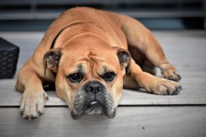 犬の口臭改善に役立つアイテムは何ですか？