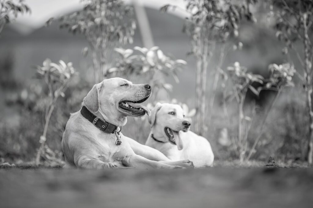 犬の口臭解消法を初心者向けに紹介しますか？