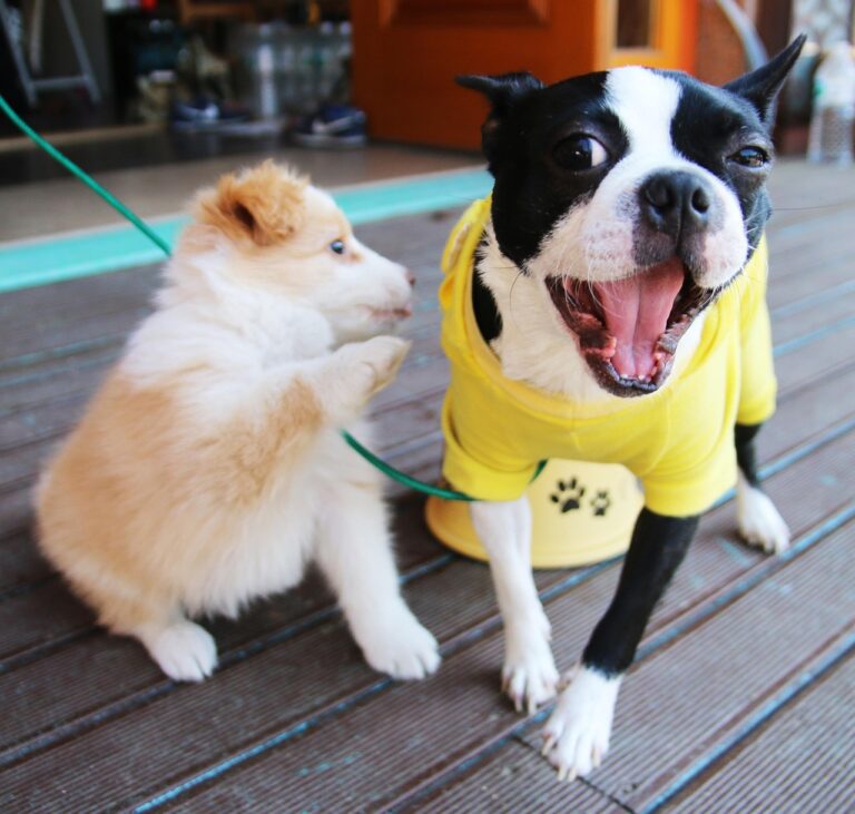 愛犬の口臭を解消するための具体的な方法は？