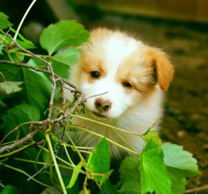 愛犬の口臭ケアがなぜ重要性を持つのか？