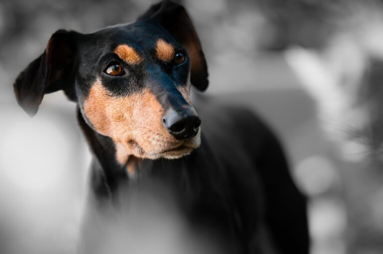犬の口臭には何を使うべき？