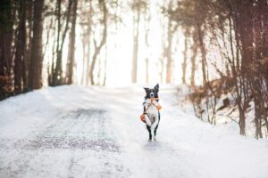 犬の口臭に効果的な商品はどれですか？