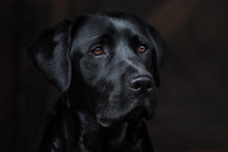 犬の口臭に関する口コミはどれが本当に効果的？比較してみました！