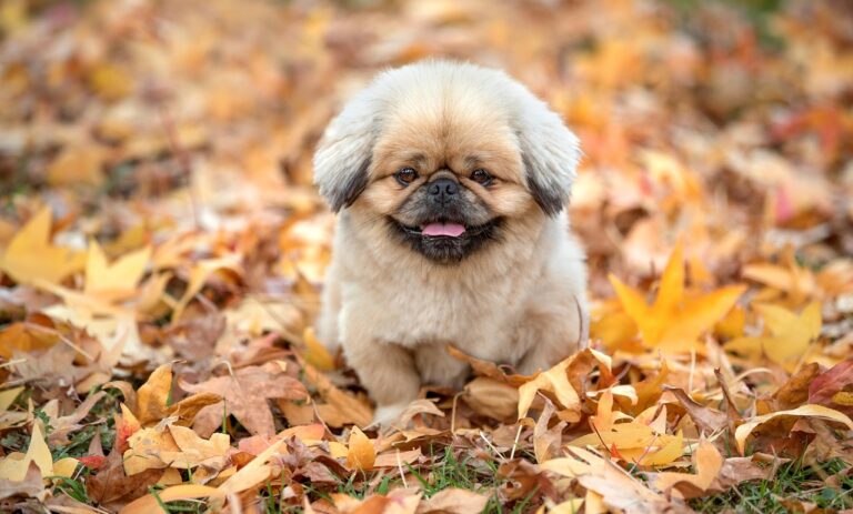 犬の口臭をチェックするためのポイントは？