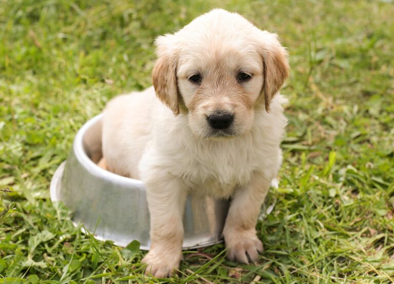 犬の口臭を改善するためにやめたほうがいい習慣は？