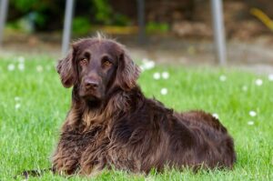 犬の口臭を改善するための効果的な歯磨き方法は？