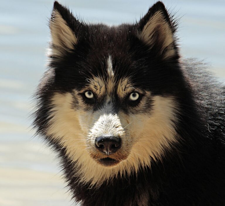 犬の口臭を治すための効果的な方法は？