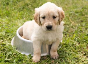 犬の口臭を解消するための効果的な方法は？