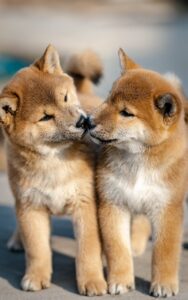 犬の口臭を解消するための効果的な方法は？