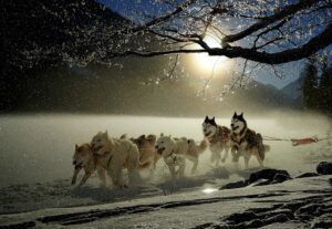 犬の口臭がストレスの原因？その対策と解消法は？