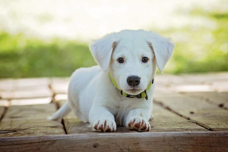 犬の口臭には何が効く？