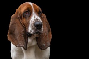 犬の口臭の原因は？獣医が教える解決法とは？