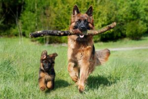 犬の口臭の取り扱い方法は？