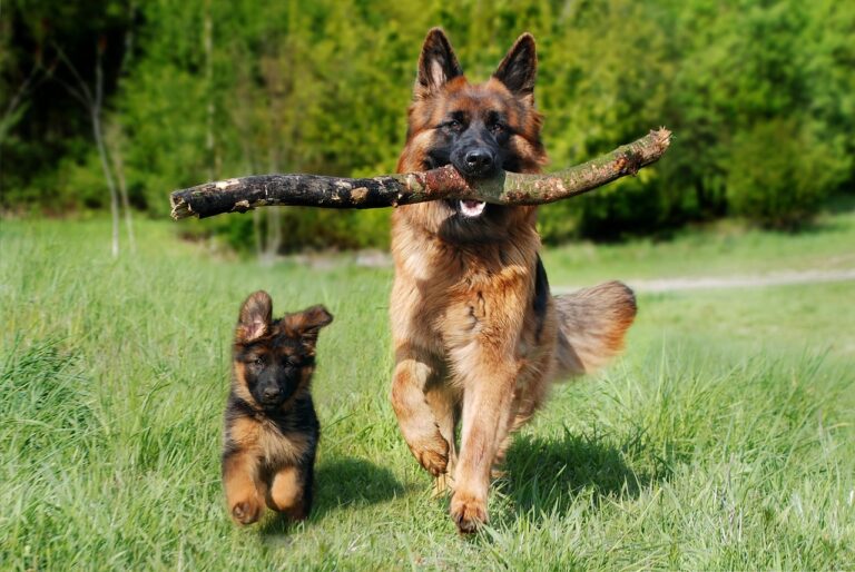 犬の口臭の取り扱い方法は？