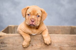犬の口臭をすっきり解消する方法は？
