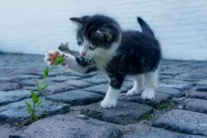 犬の口臭をチェックするためのポイントは？