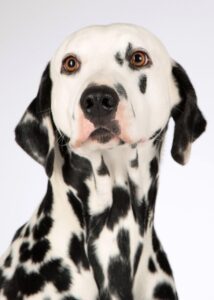 犬の口臭を安全に解消する方法は？