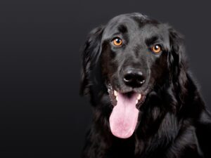 犬の口臭を改善するための効果的なケアは？