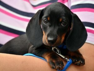 犬の口臭を改善するサプリメントは本当に効果的？