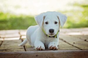 犬の口臭を直す方法は？
