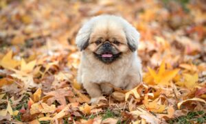 犬の口臭を簡単にケアする方法は？