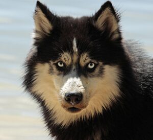 犬の口臭を解消する商品は本当に評判通り？