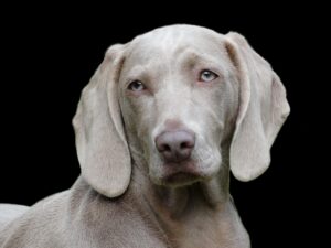 犬の口臭ケアに必要な成分は何？