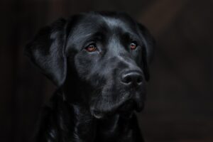 犬の口臭解消におすすめの方法は？