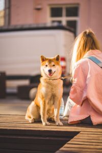 犬の口臭解消法はこれで決まり？